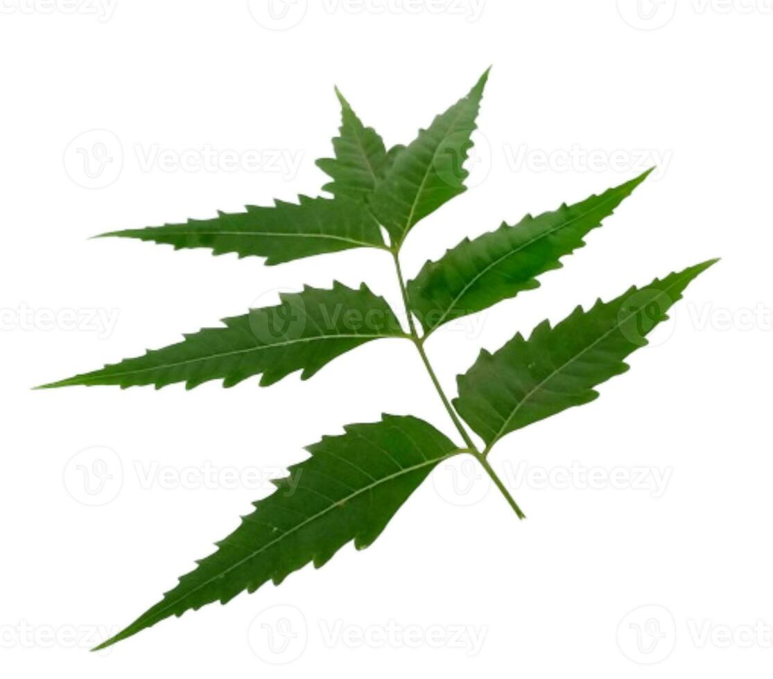 medicinal neem hoja científico nombre azadirachta Indica aislado en blanco antecedentes foto