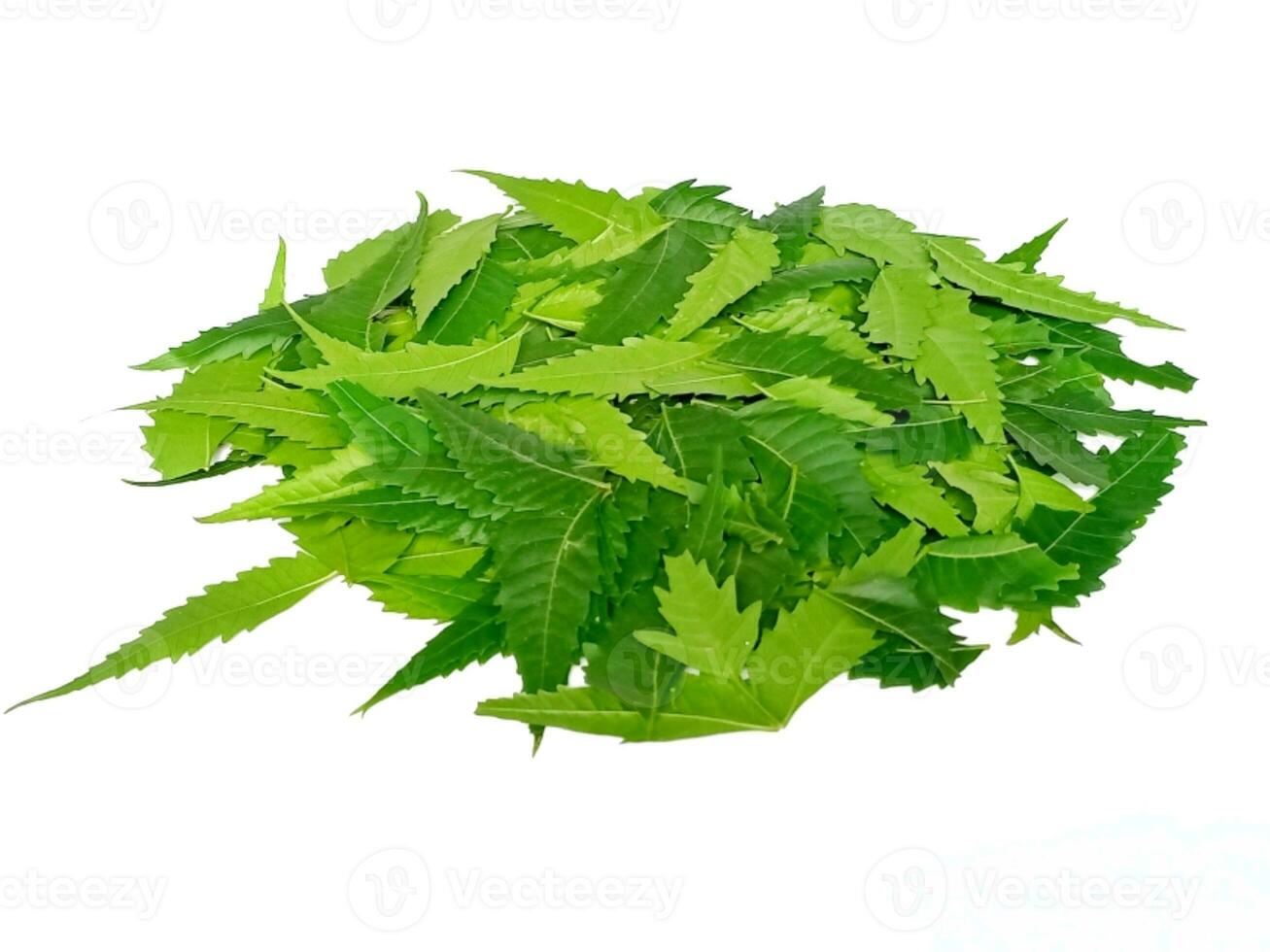 medicinal neem hoja científico nombre azadirachta Indica aislado en blanco antecedentes foto