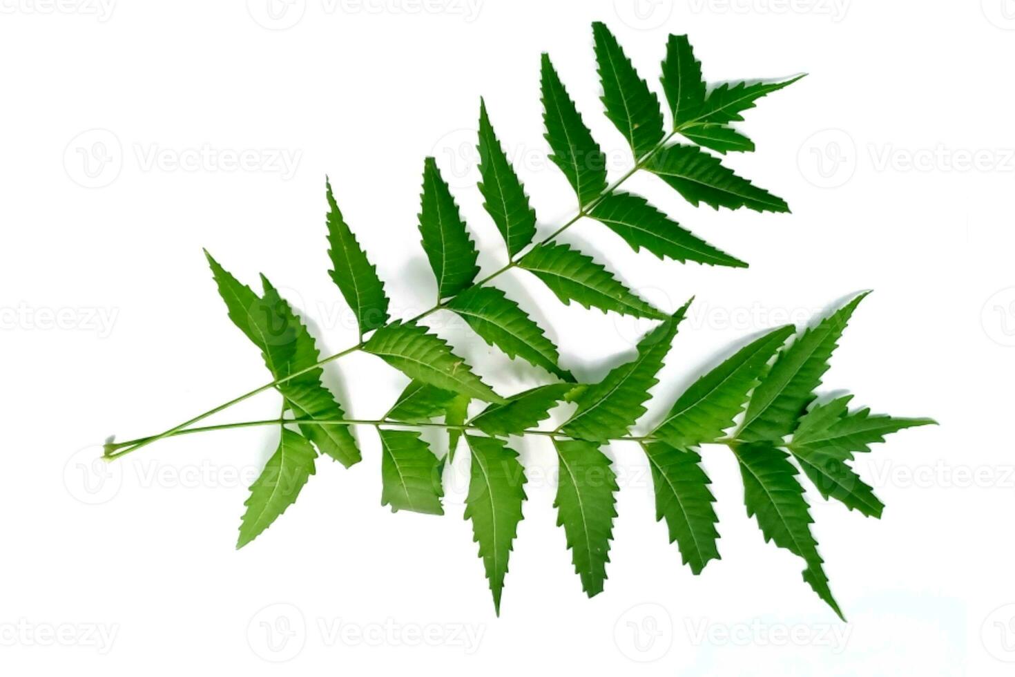 medicinal neem hoja científico nombre azadirachta Indica aislado en blanco antecedentes foto