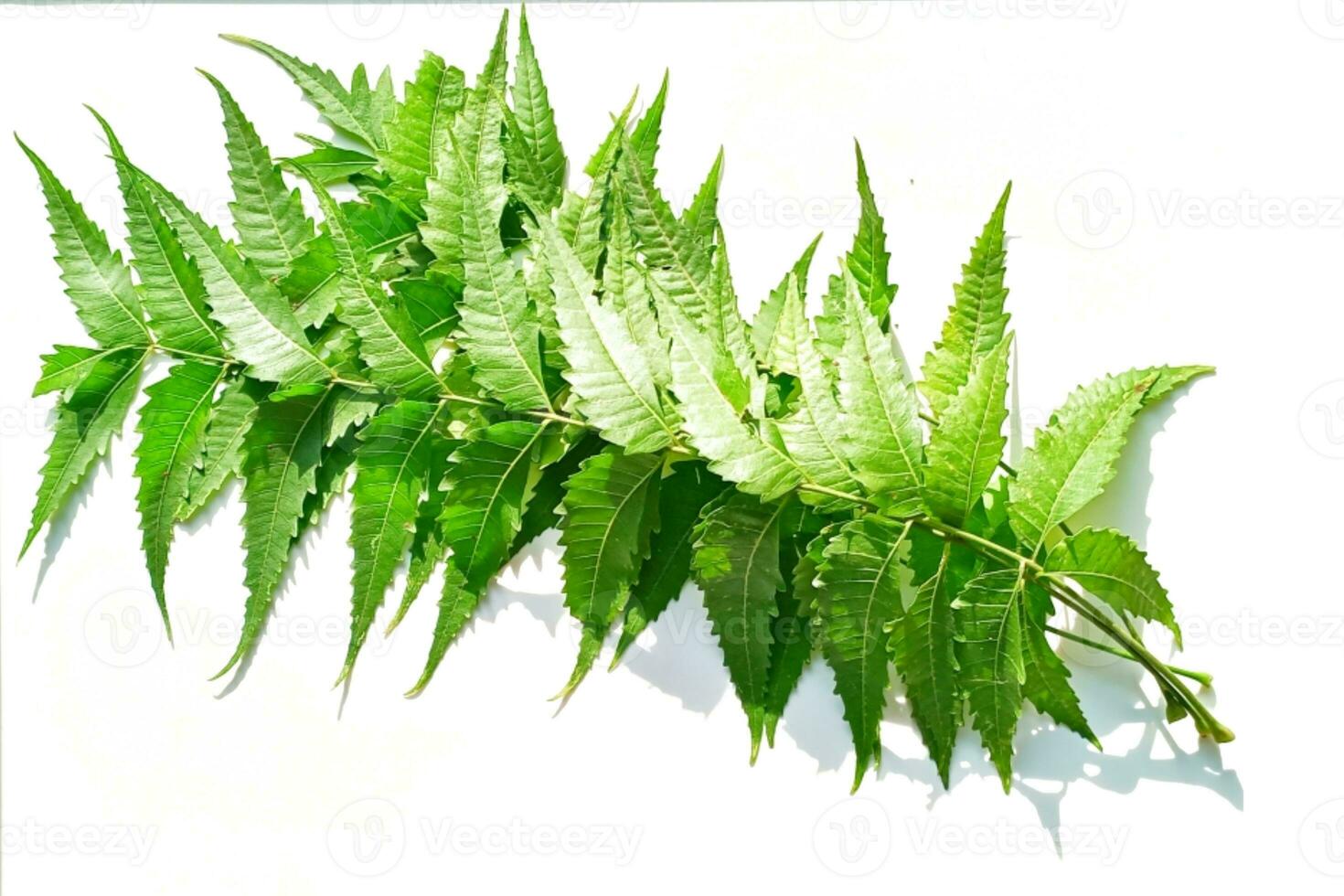 medicinal neem hoja científico nombre azadirachta Indica aislado en blanco antecedentes foto