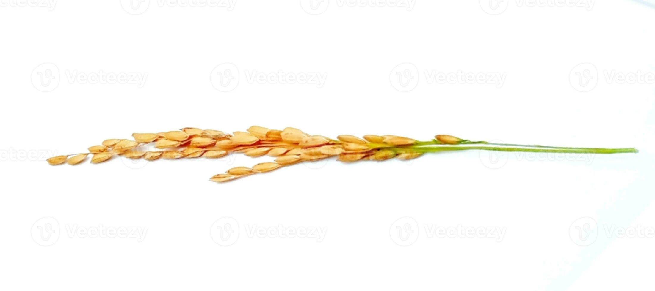 ears of rice isolated on white background photo