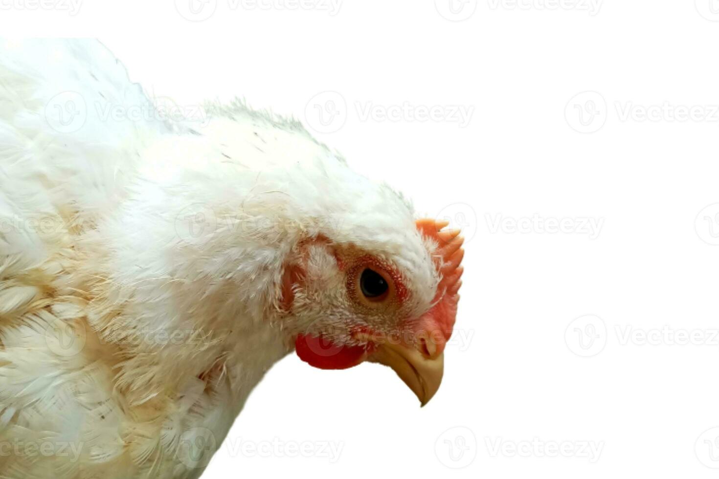 a head white broiler chicken isolated on white background photo