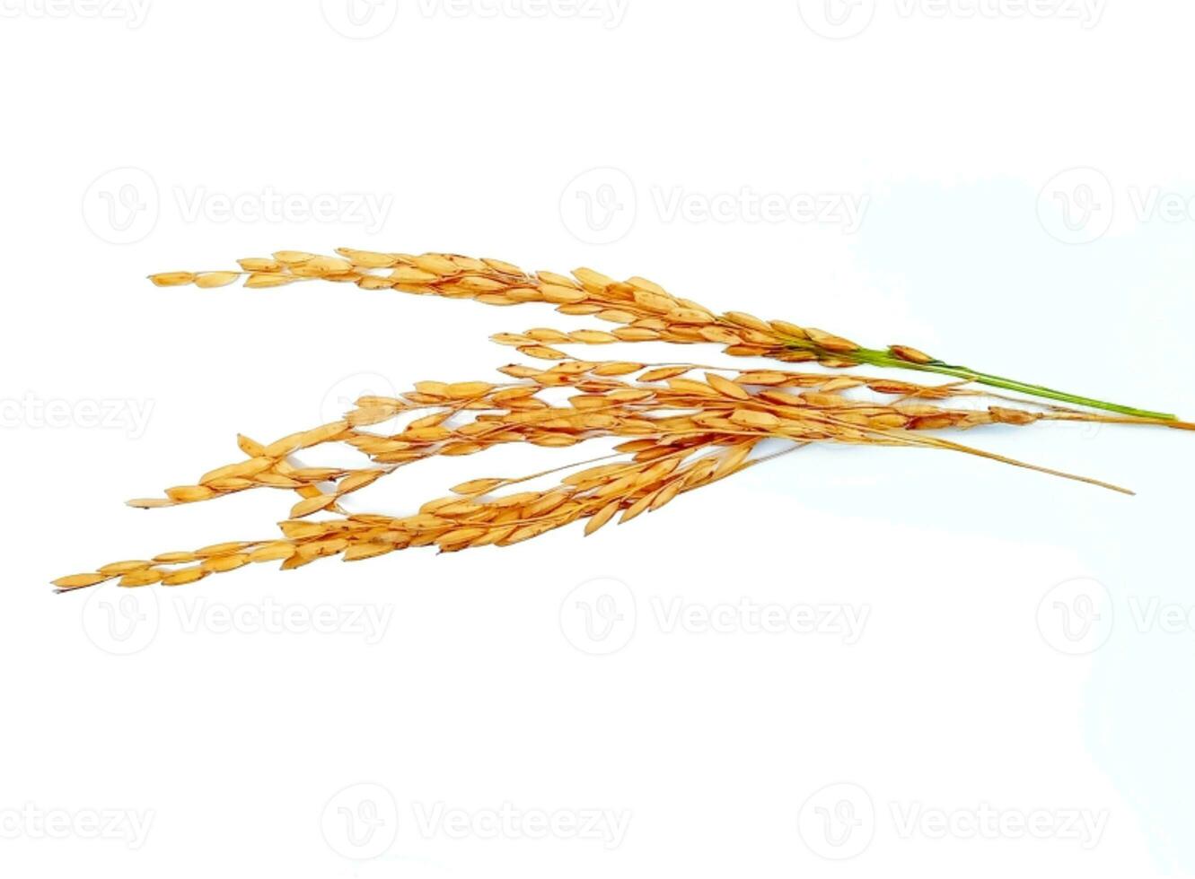 ears of rice isolated on white background photo