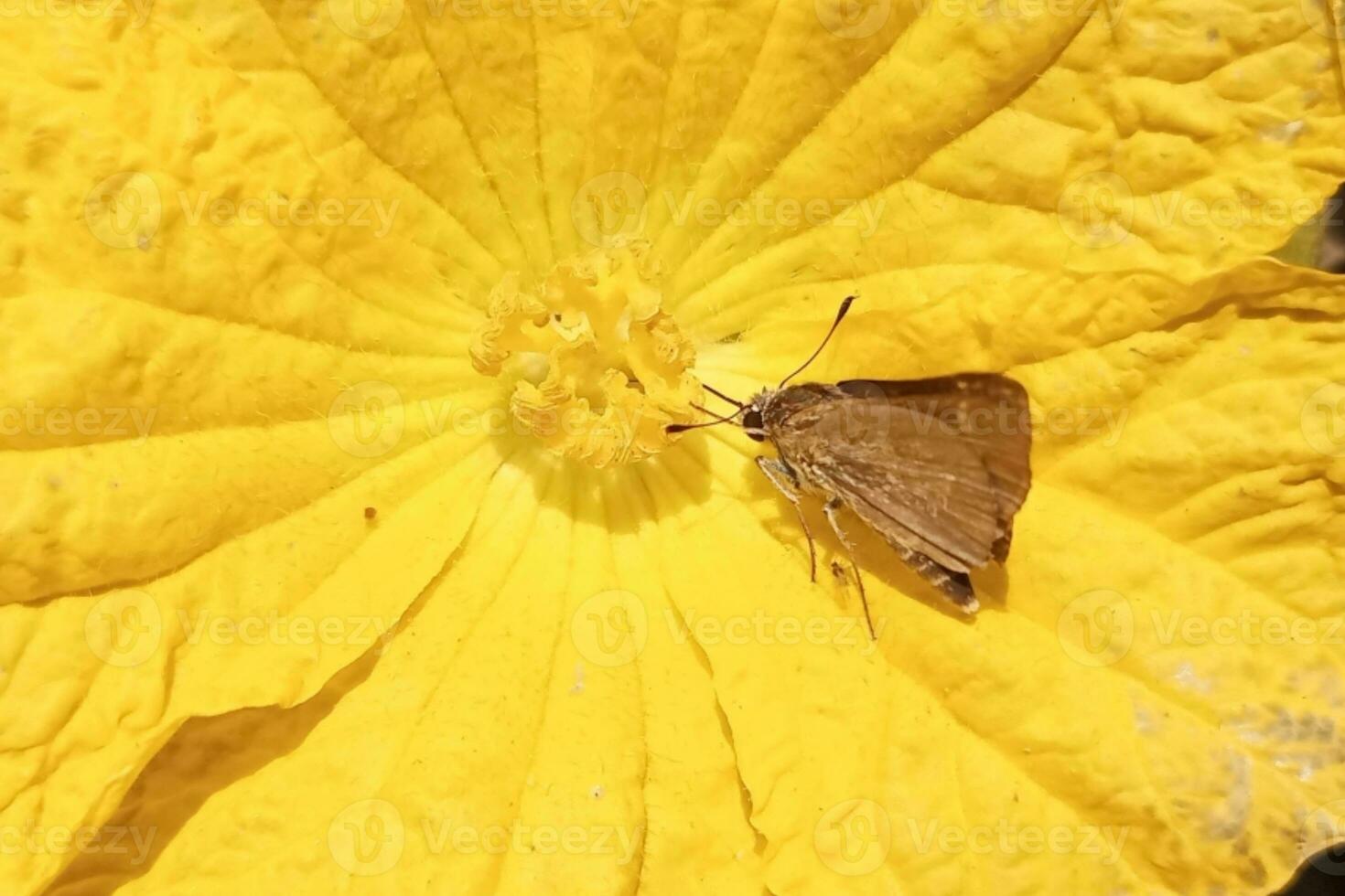 Pelopidas mathias, branded swifts, borbo cinnara, yellow flowers after photo