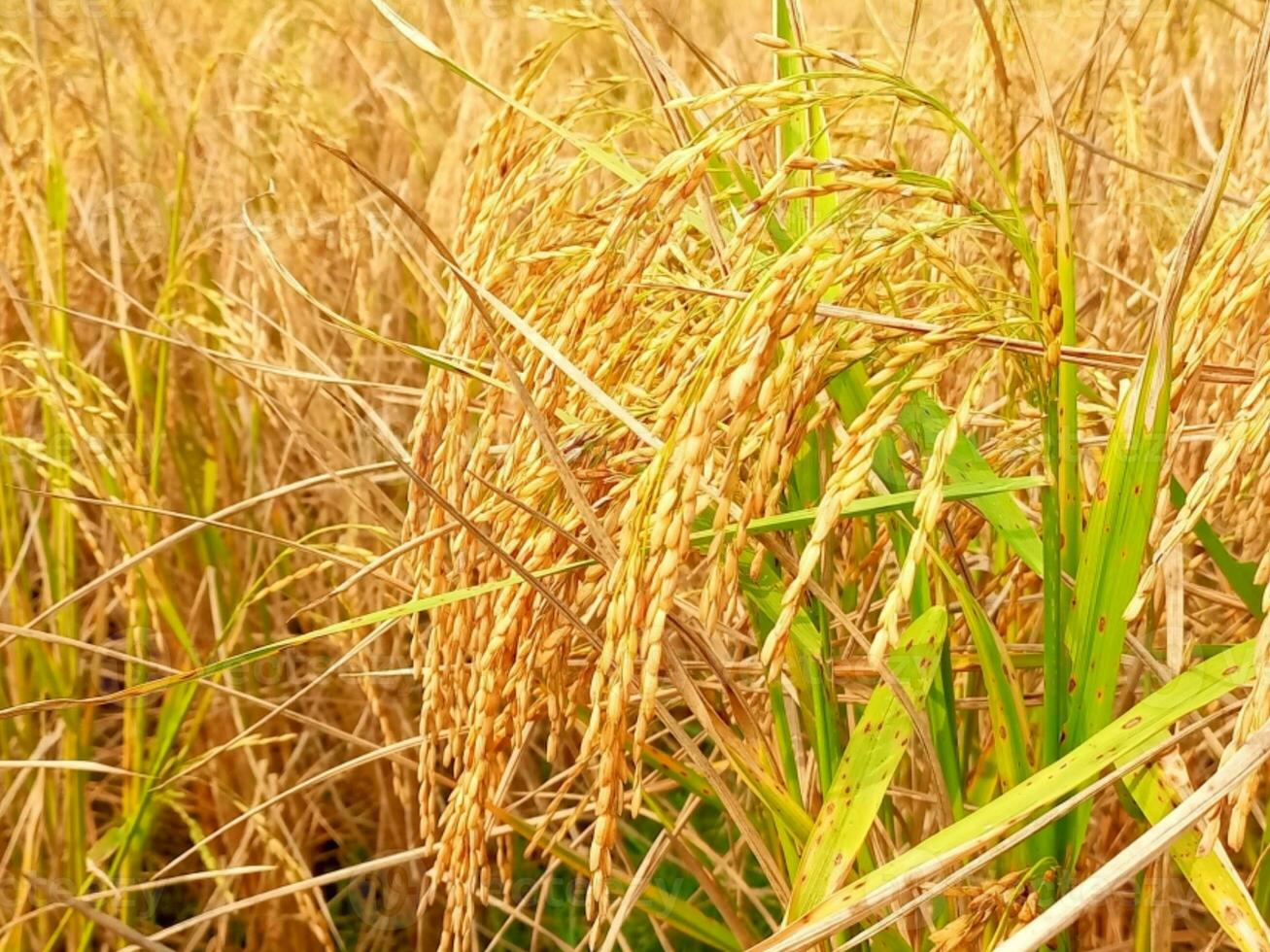 Yellow ripe paddy fields are ready for harvesting photo