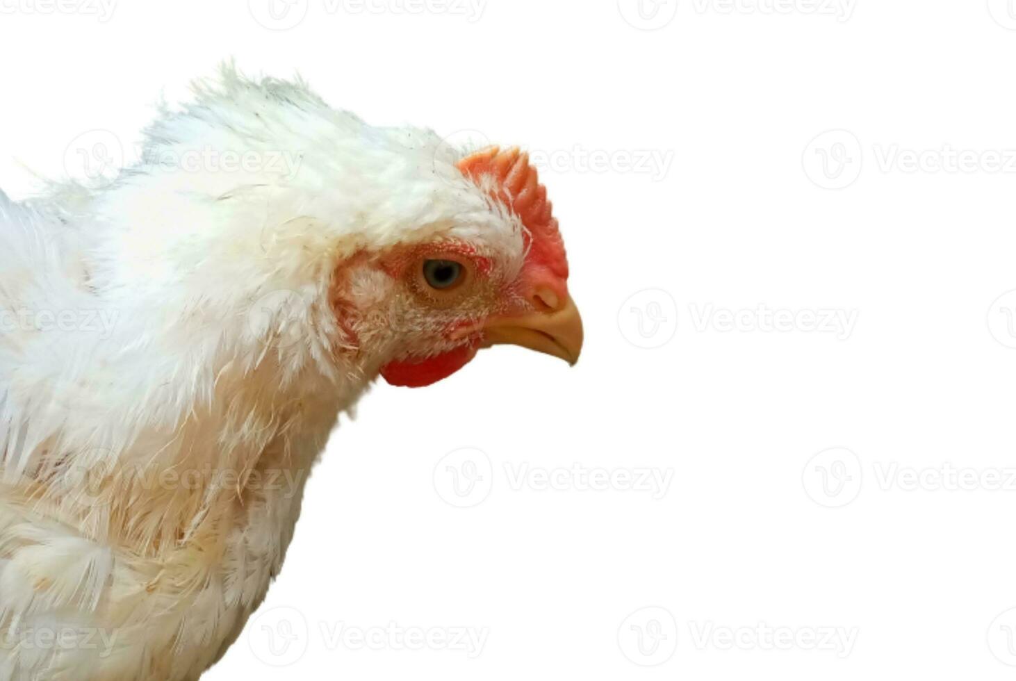 a head white broiler chicken isolated on white background photo