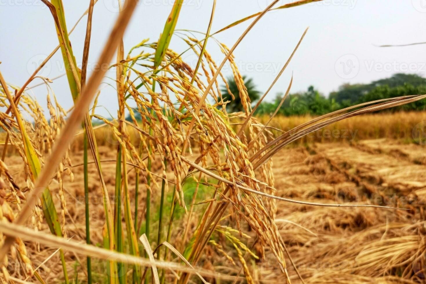 Yellow ripe paddy fields are ready for harvesting photo