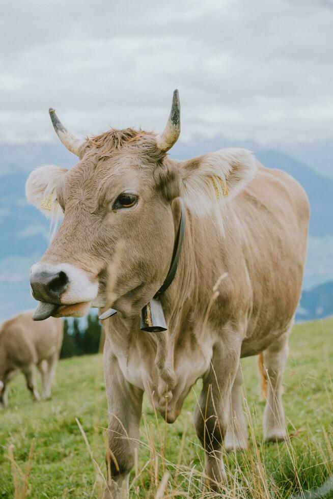 Swiss Cow Sticking Tongue out photo