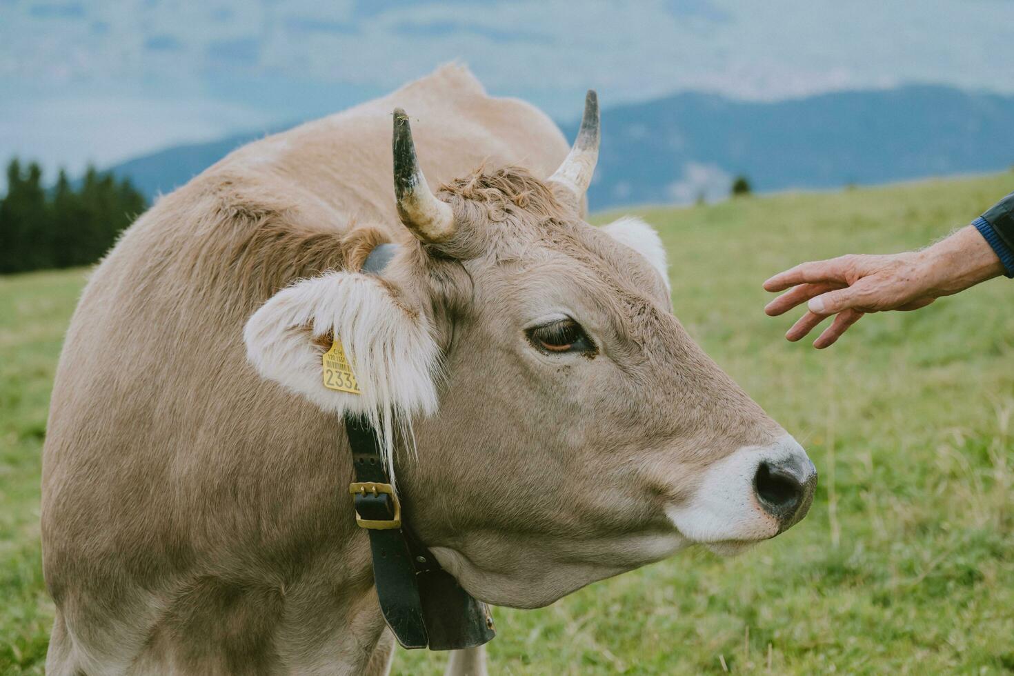 Petting Swiss Highland Cow photo