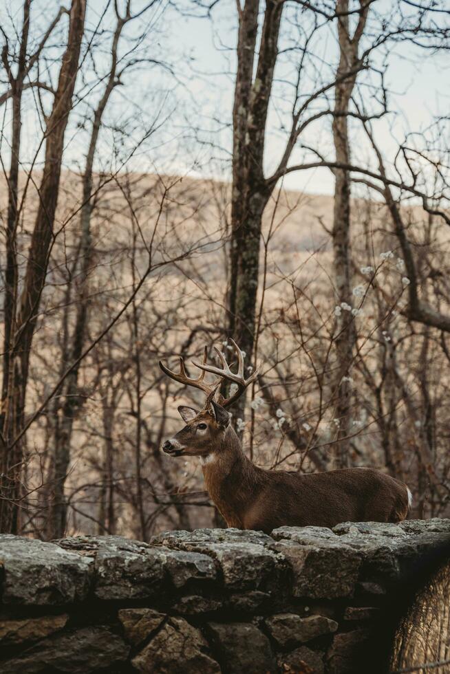 Eight-Point Buck in Virginia Mountains photo