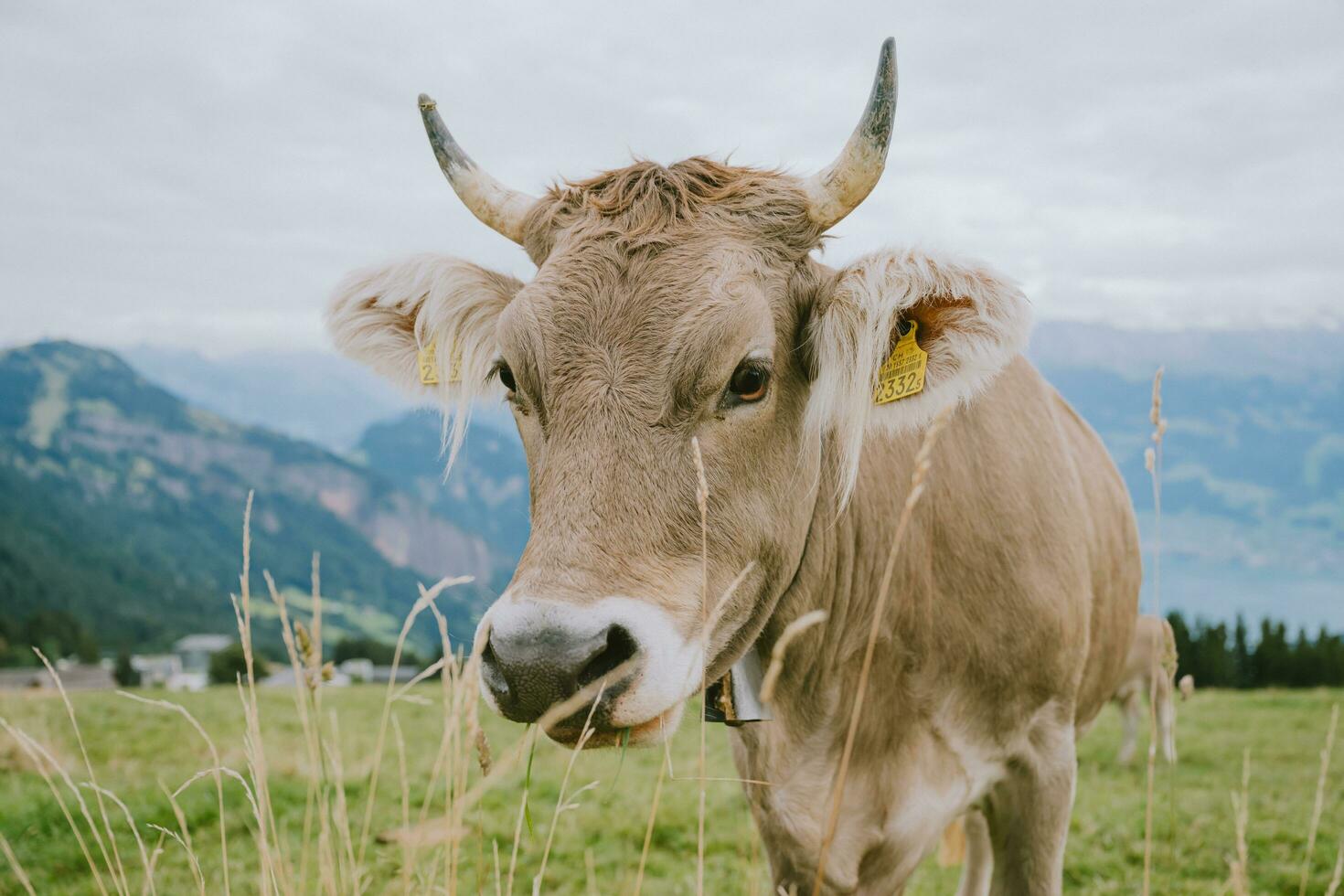 Swiss Highland Cow Close-up photo