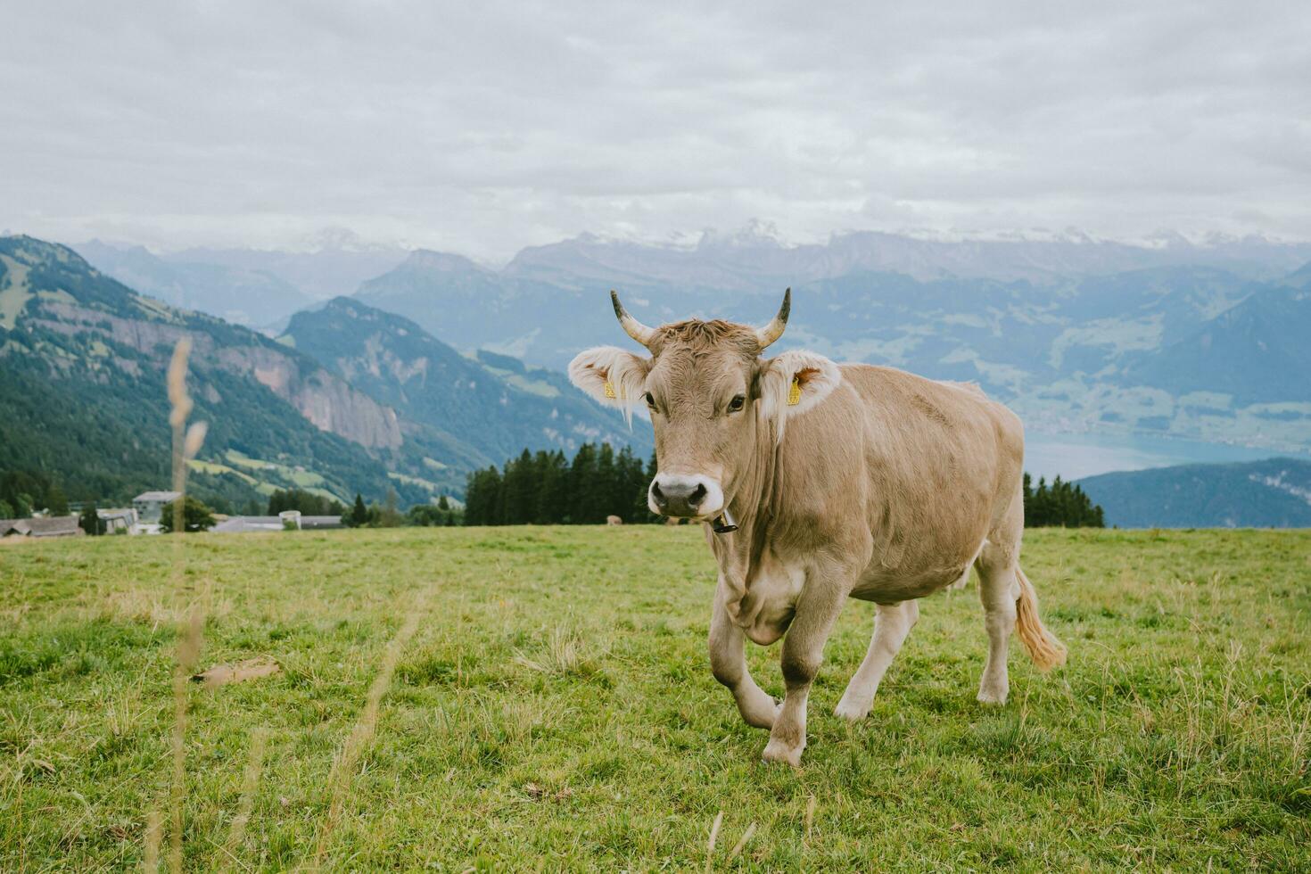 Grazing Cow in Switzerland Highlands photo