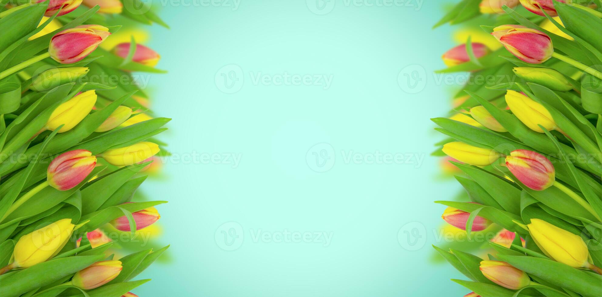 Many pink and yellow tulips on a blue background. Spring banner, copy space. photo