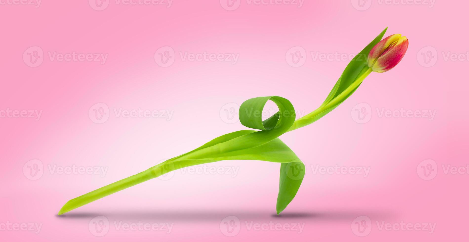 Levitating red tulip on a pink background. Minimalist flower composition. photo