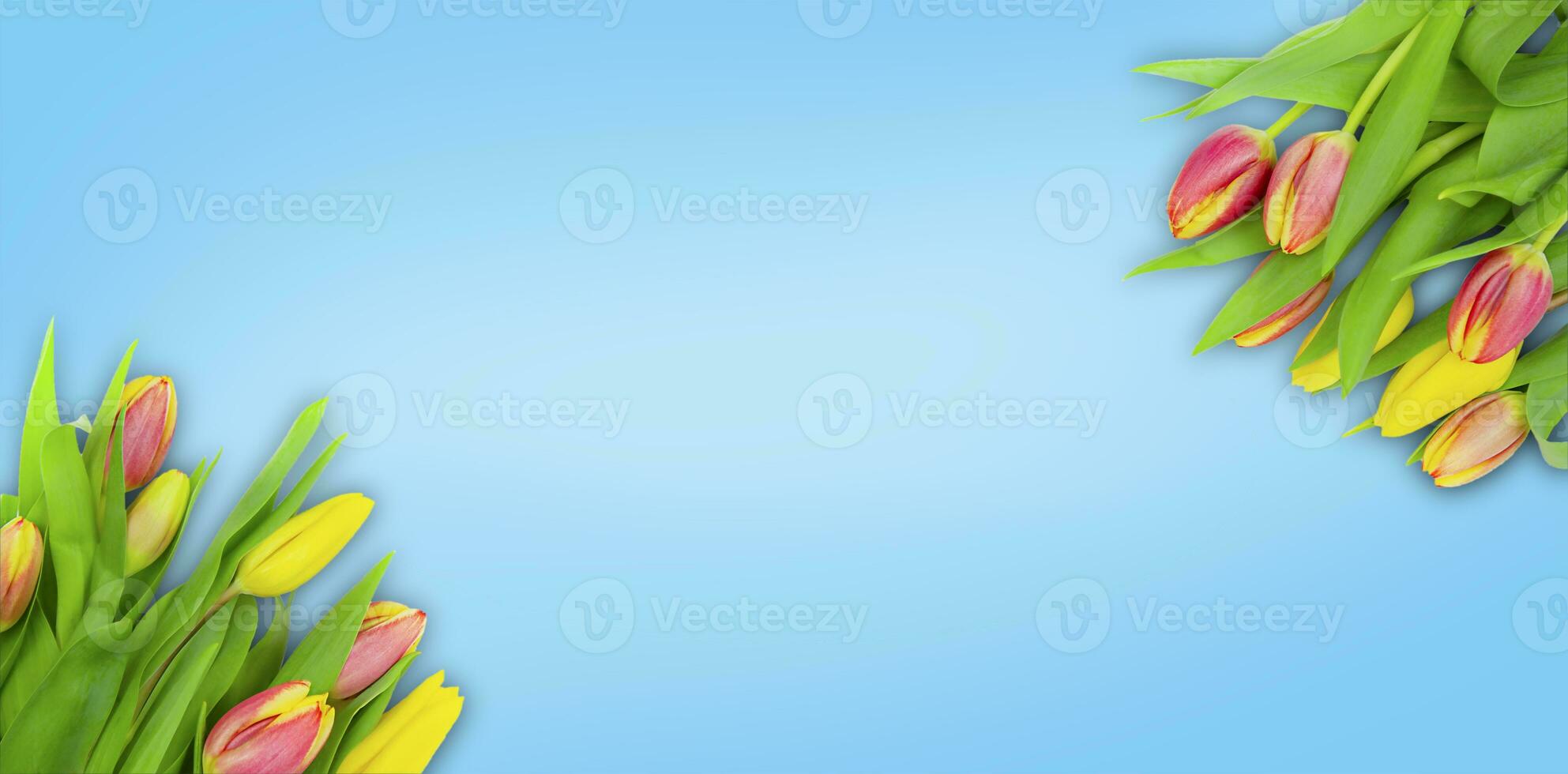 Bouquets of tulips on a blue background. Spring banner with copy space. photo