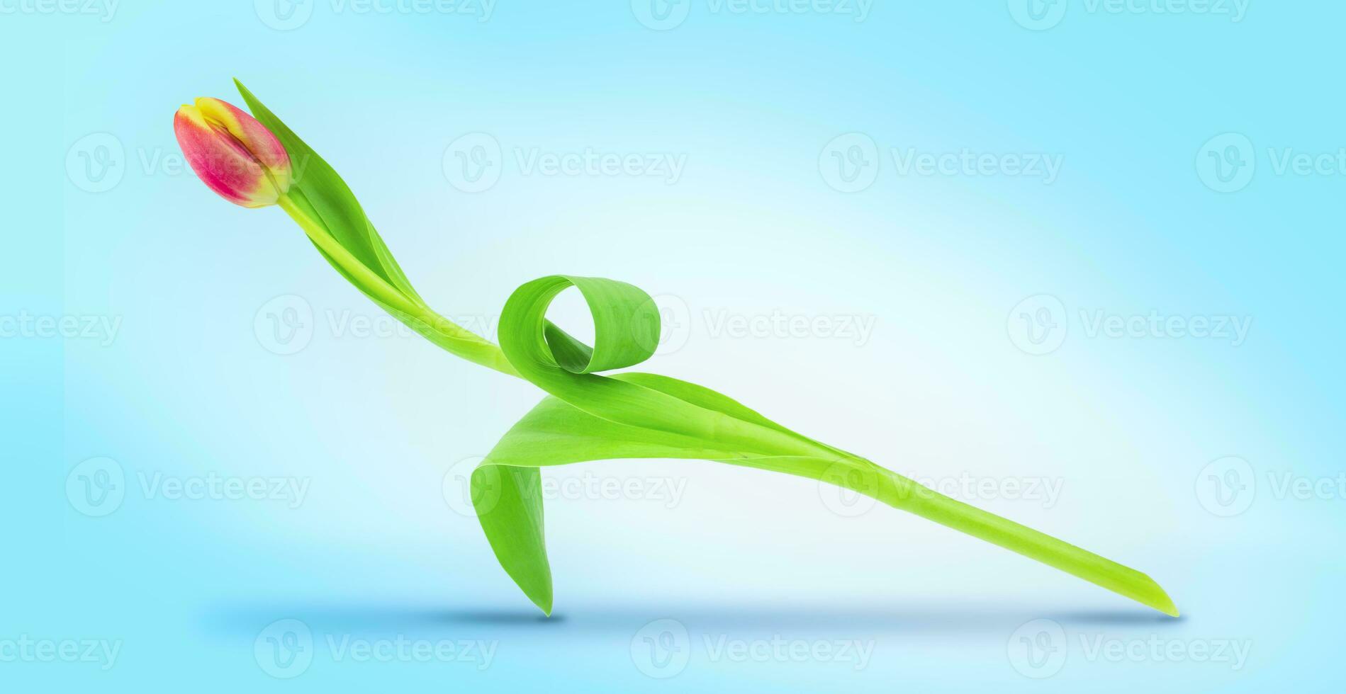 Pink tulip on a blue background. Beautiful flower composition. photo