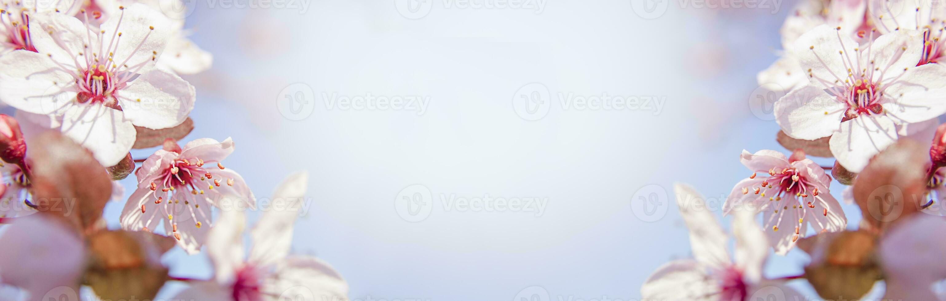 Cherry blossoms on the background of the blue sky, copy space. photo
