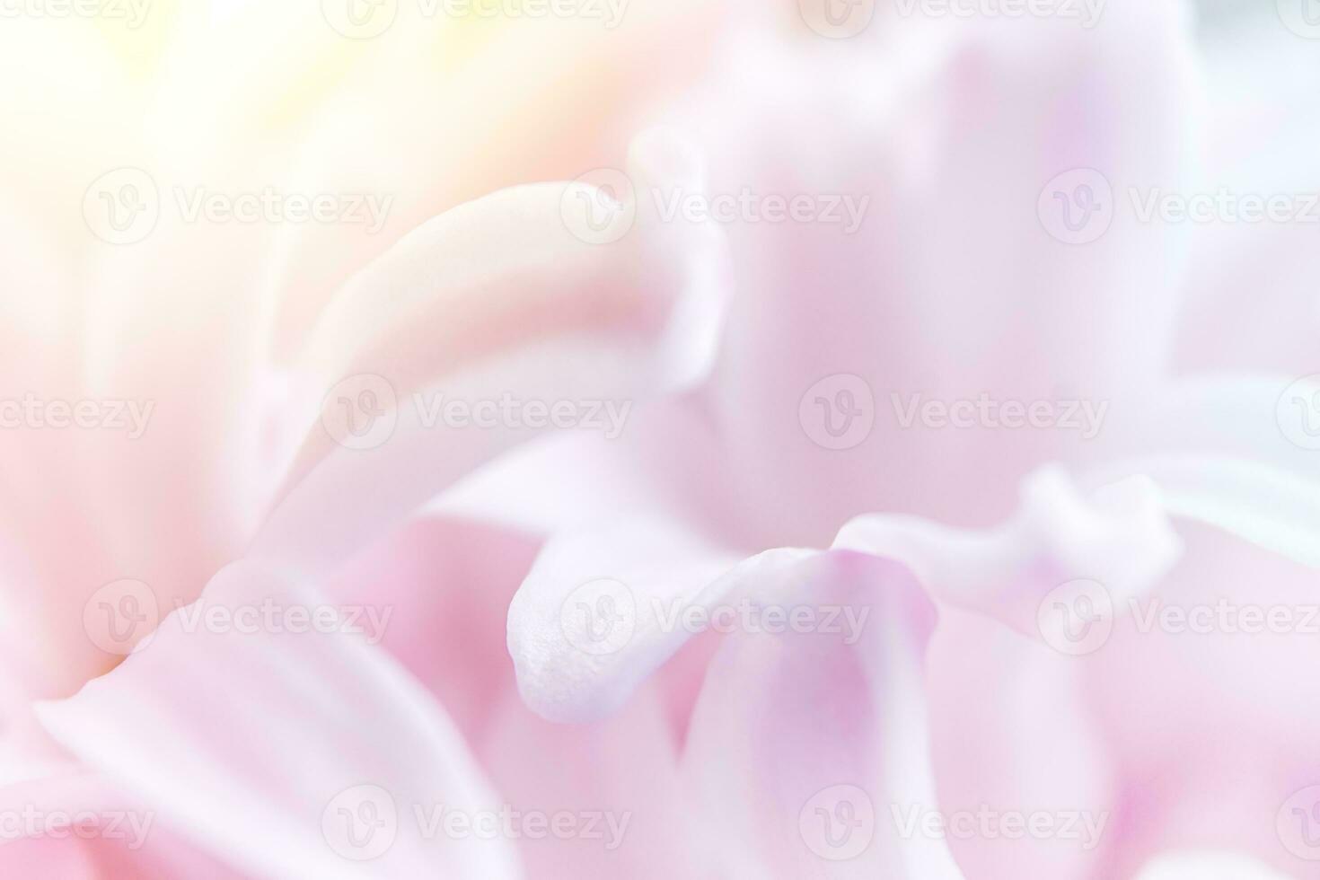 Abstract natural background. Soft focus. Close-up of hyacinth flowers. photo