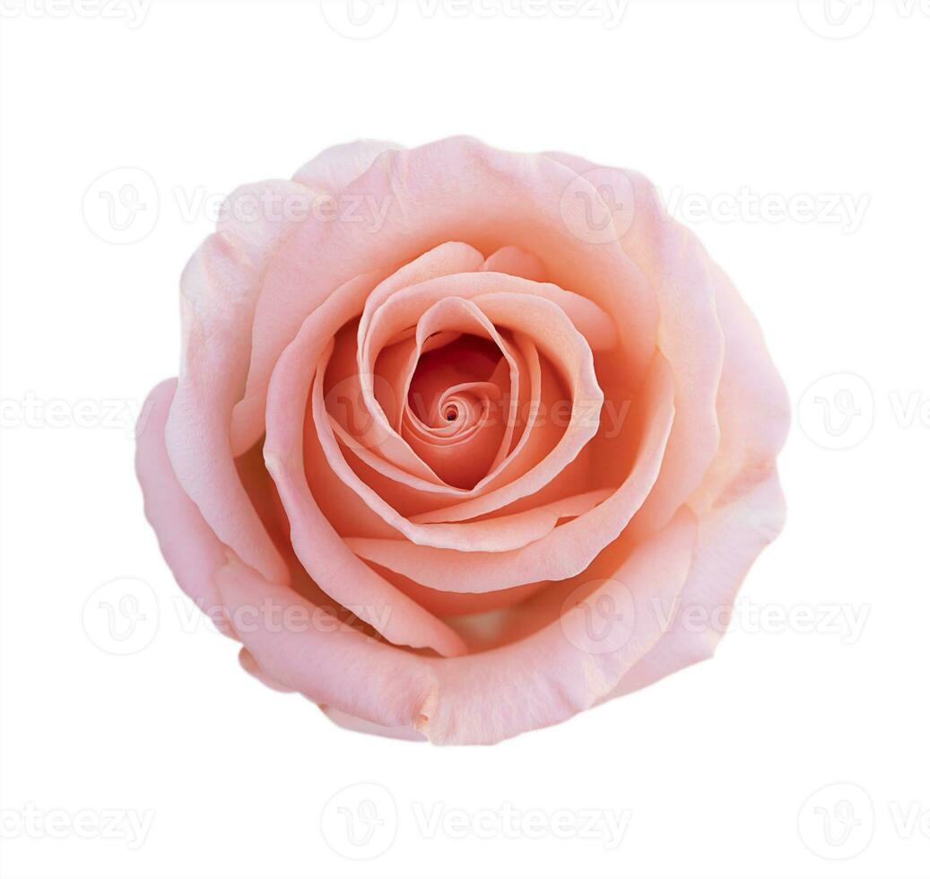 Pink rose flower isolated on white background, soft focus and clipping path. photo