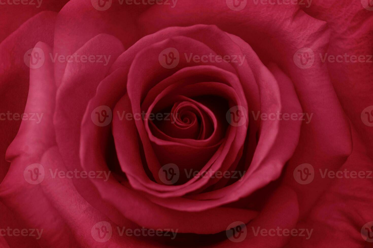 Red rose flower close up for background , soft focus horizontal shape , Vivid magenta color of the year 2023. Valentines Day concept photo