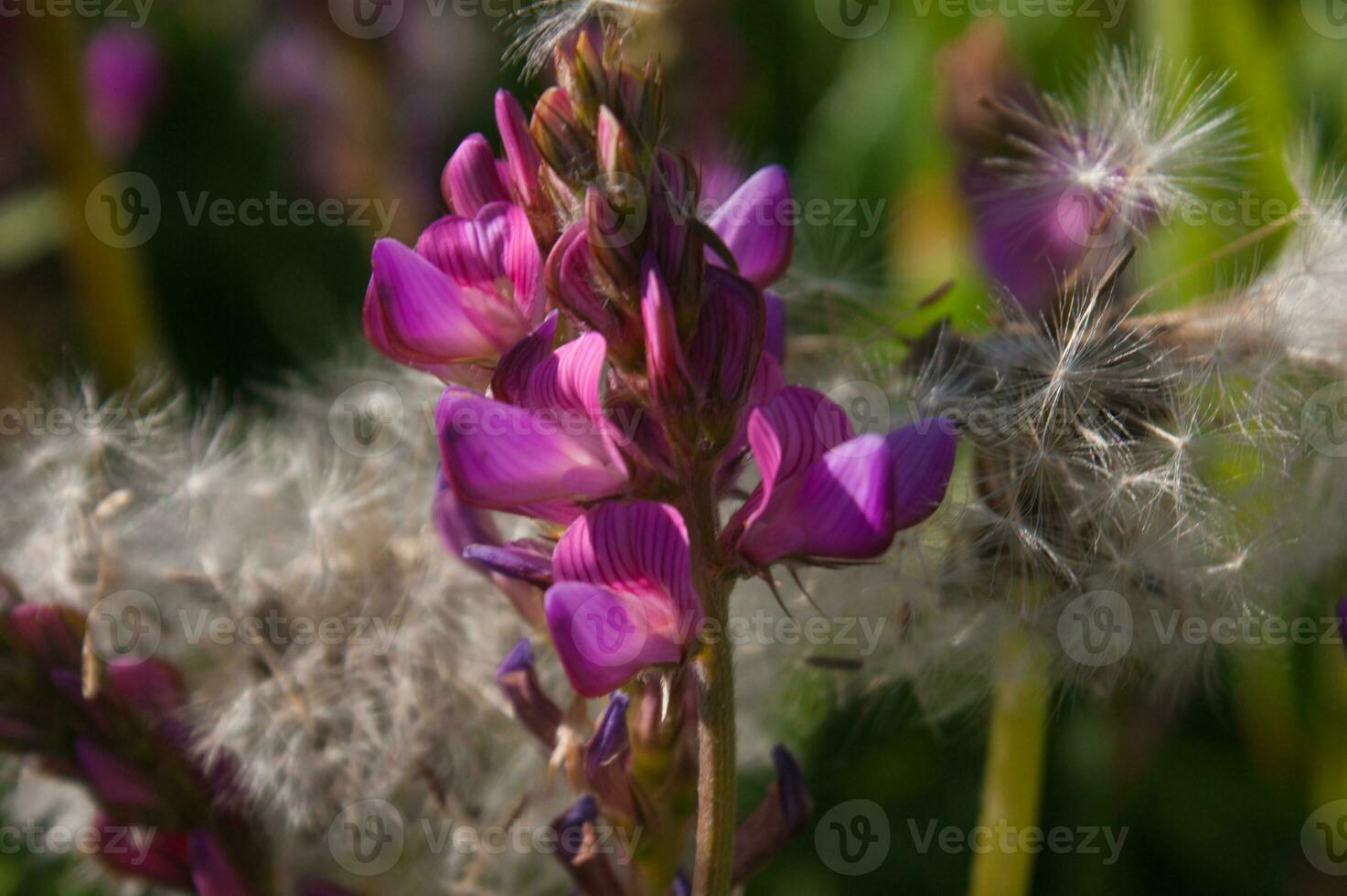 a close up of a flower with a dandelion in the background photo