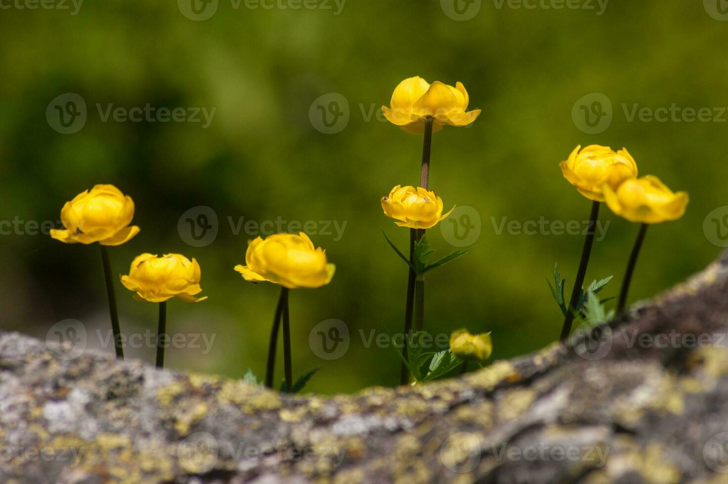 yellow flowers growing out of a rock photo