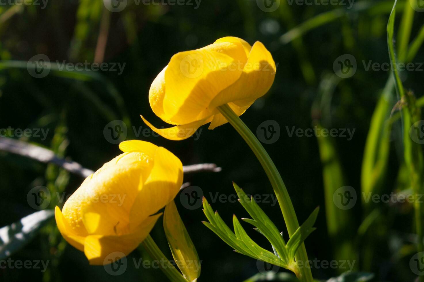 two yellow flowers in a field of green grass photo