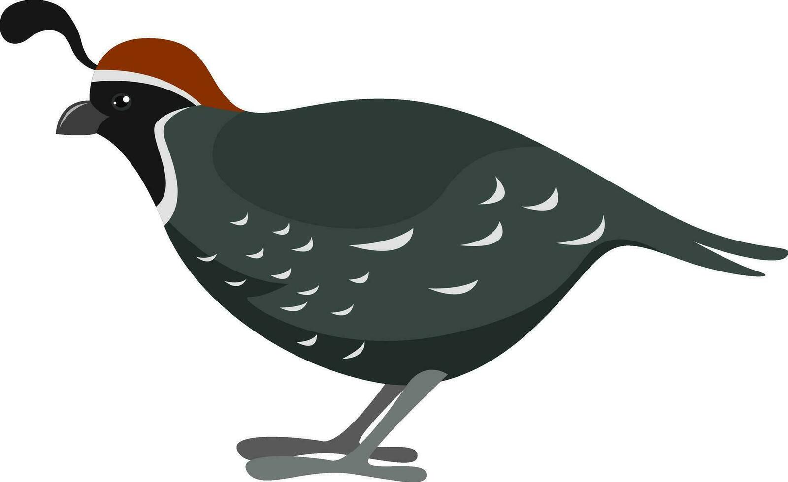 Gren quail, illustration, vector on white background