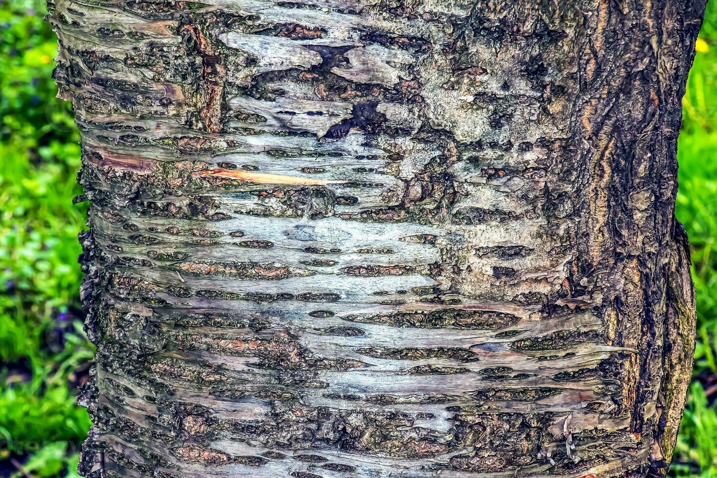 Sakura or Prunus serrulata bark close-up. The texture of the trunk of Sakura. Background from living wood. Forest nature skin. photo
