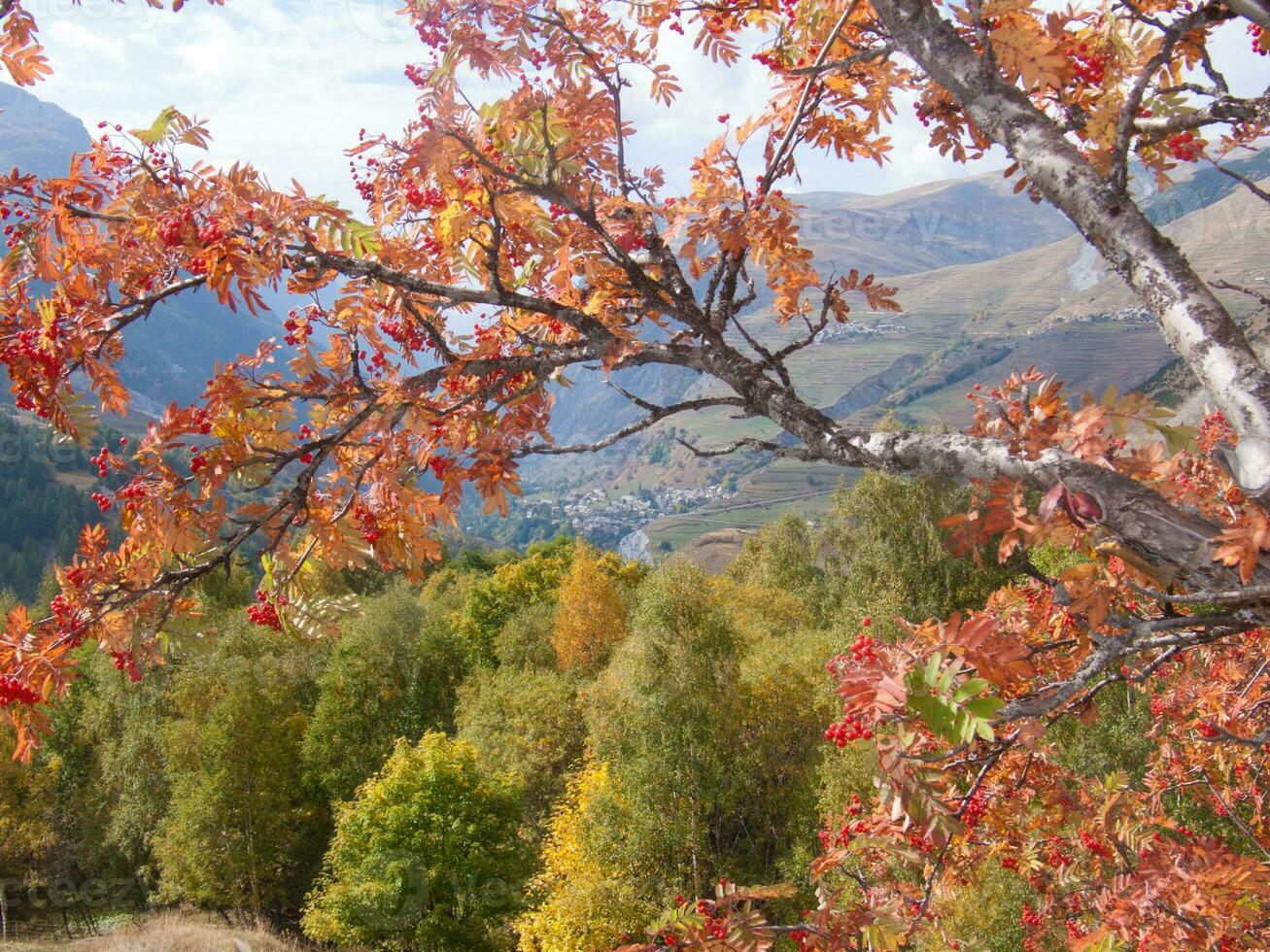 a tree with red leaves photo