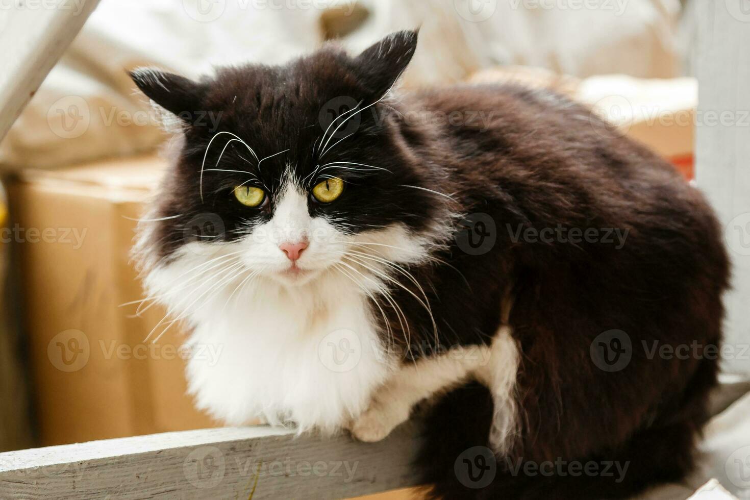 Beautiful cat with green eyes photo