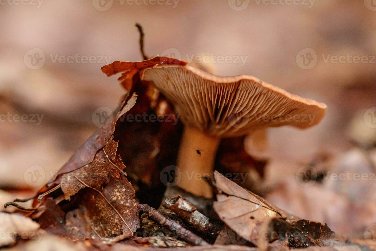 beautiful mushrooms under yellow, orange forest leaves photo