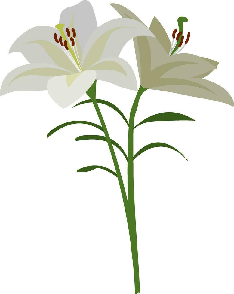 White lilium, illustration, vector on white background