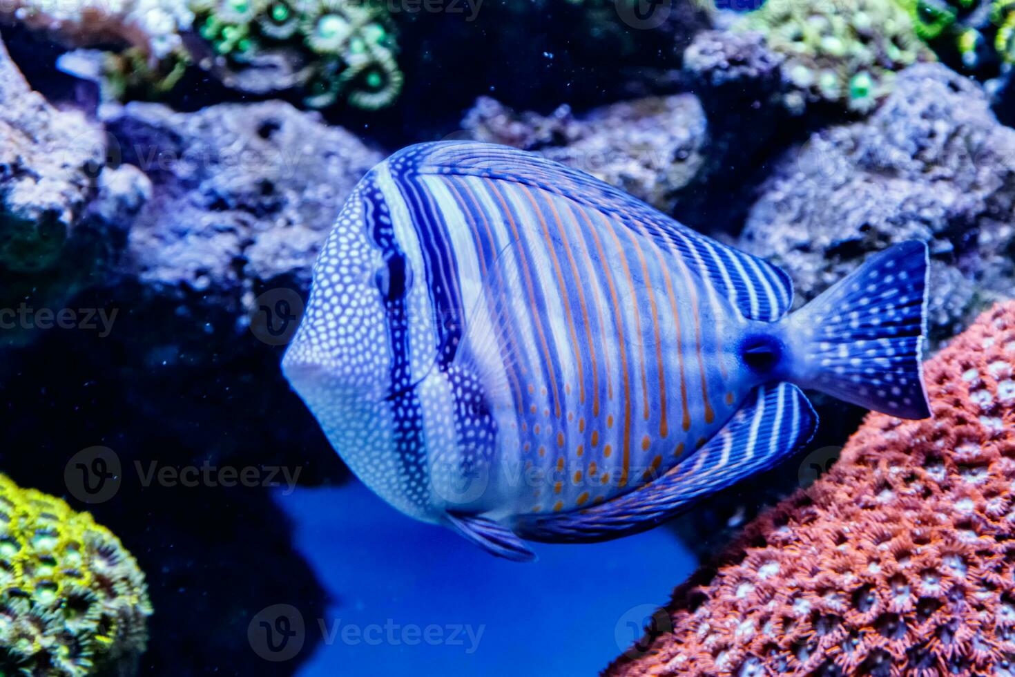 Fish Striped Surgeon Acanthurus lineatus photo