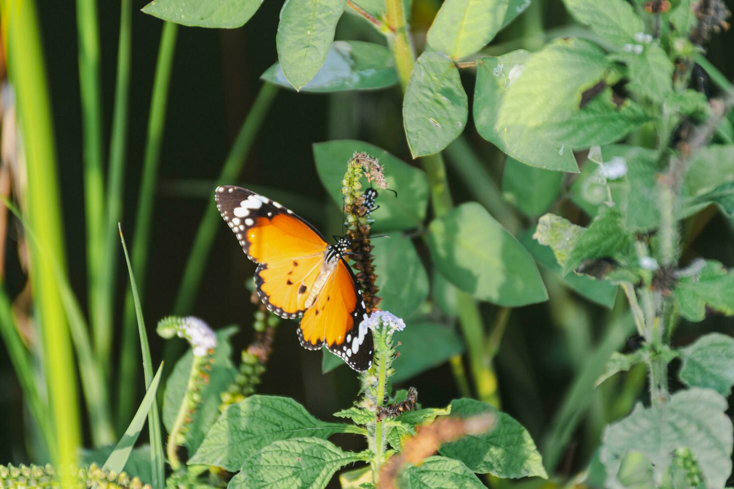 Vibrant Butterfly Wings in Nature's Garden Delicate Fluttering Insect Captured in Detailed Close-up photo