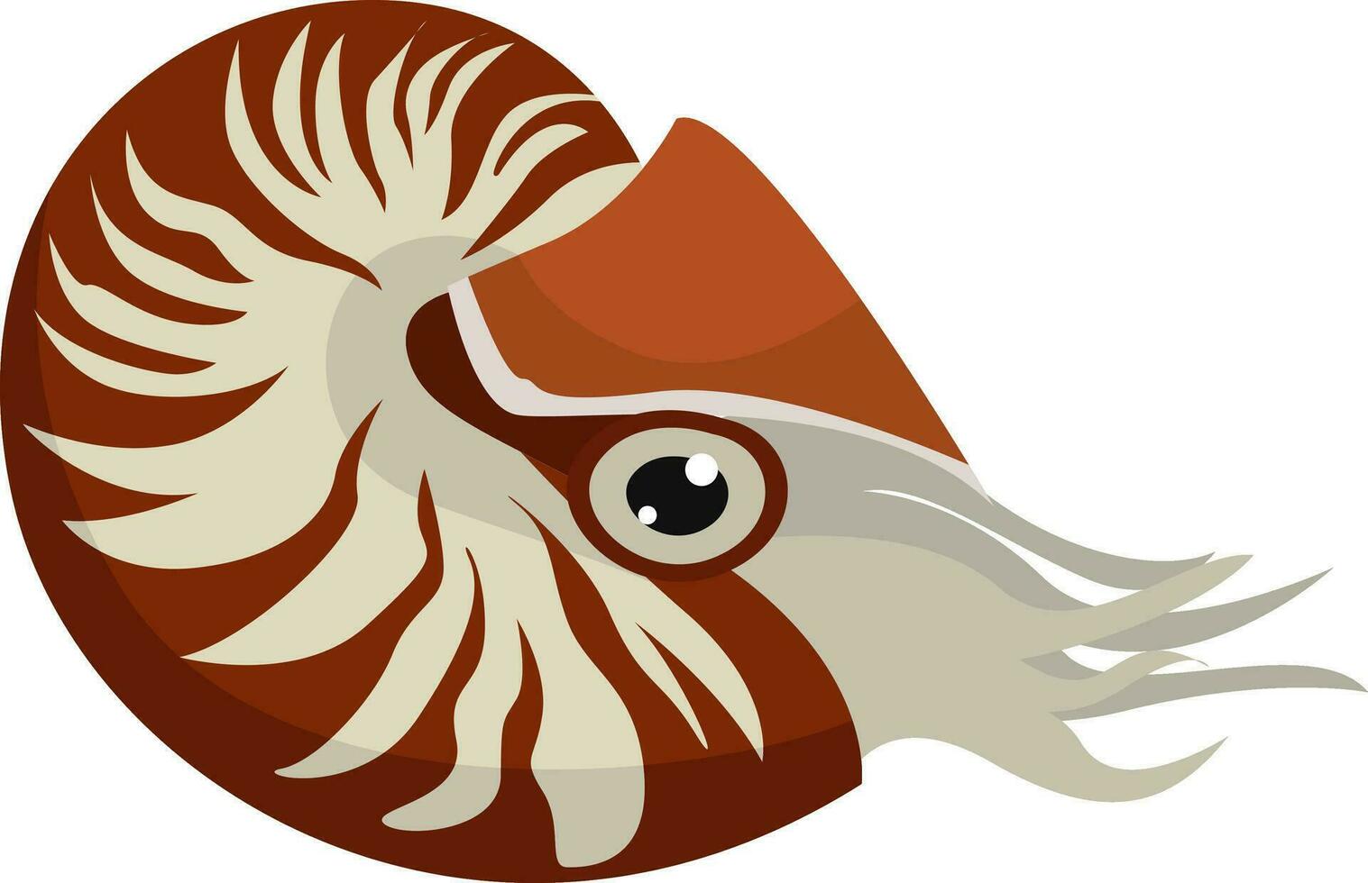 rojo nautilo, ilustración, vector en blanco antecedentes