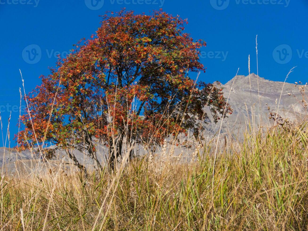 un árbol con un rojo hoja foto