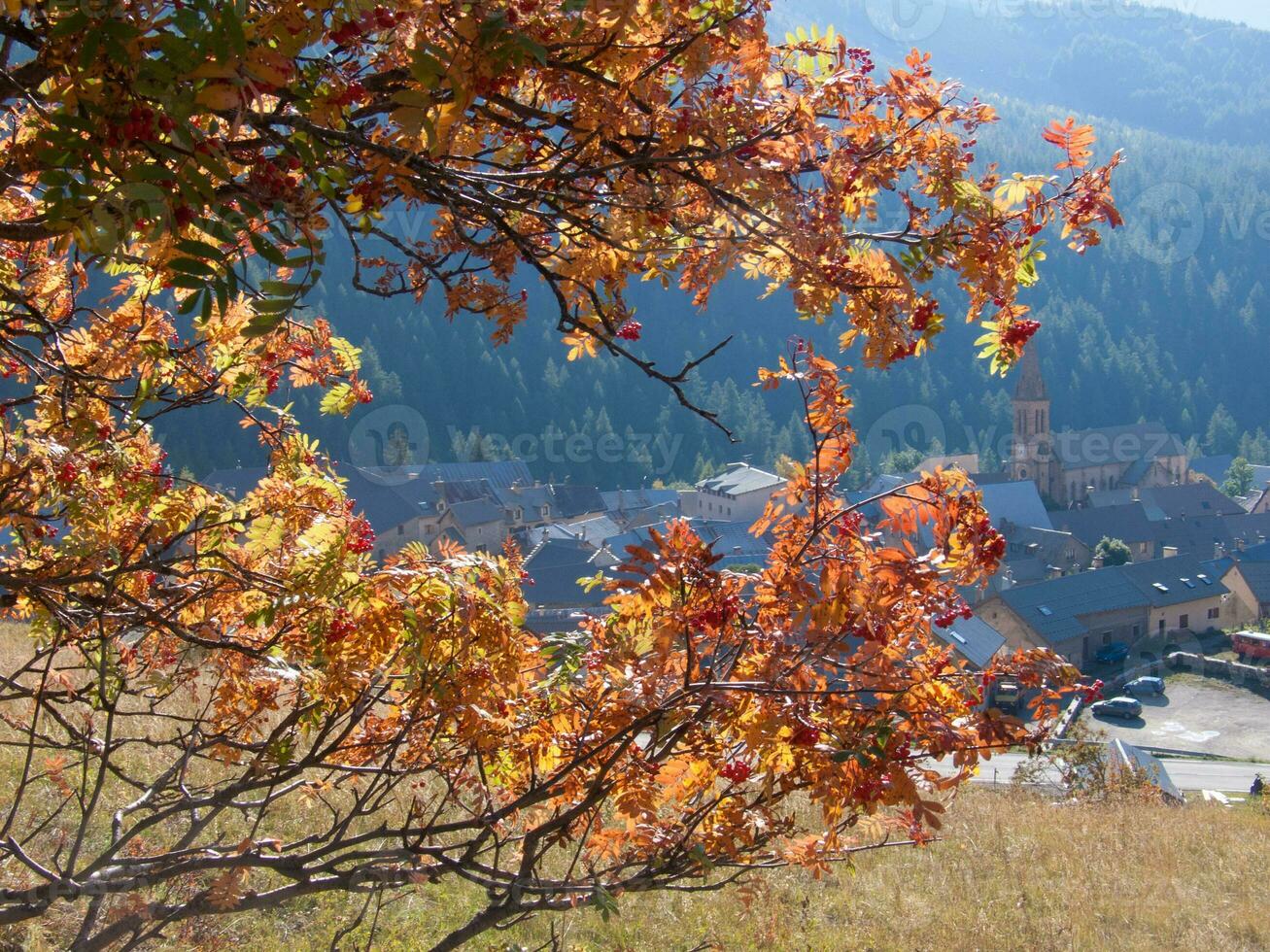 the tree is orange photo