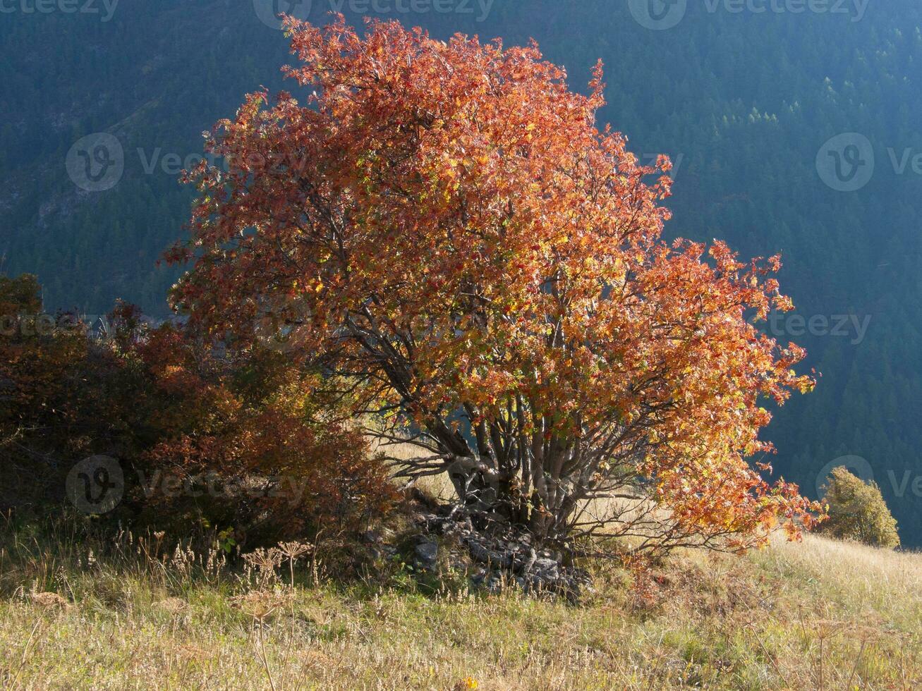 un árbol con rojo hojas foto