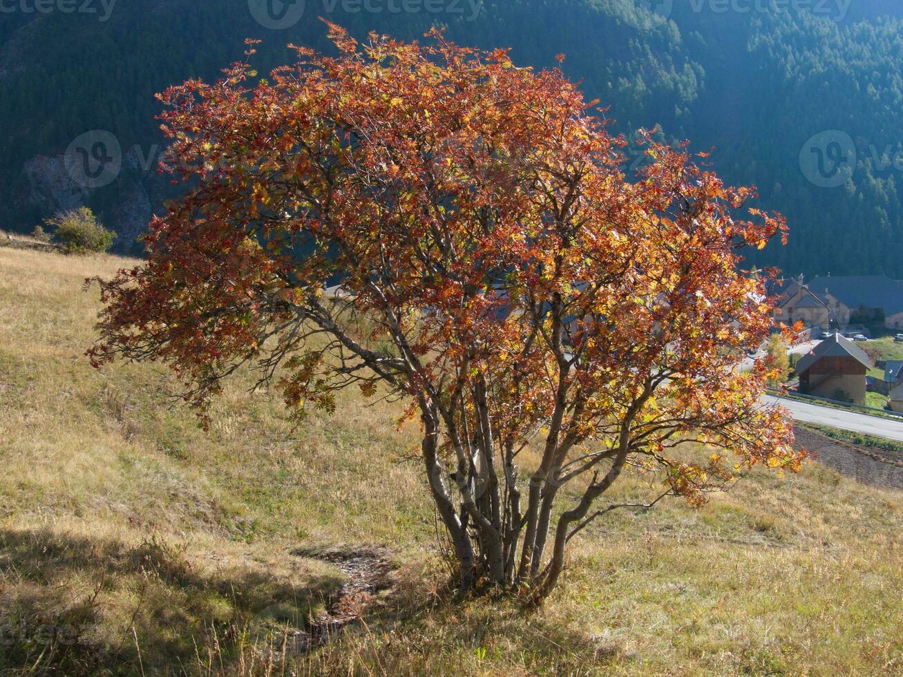 un árbol con rojo hojas foto