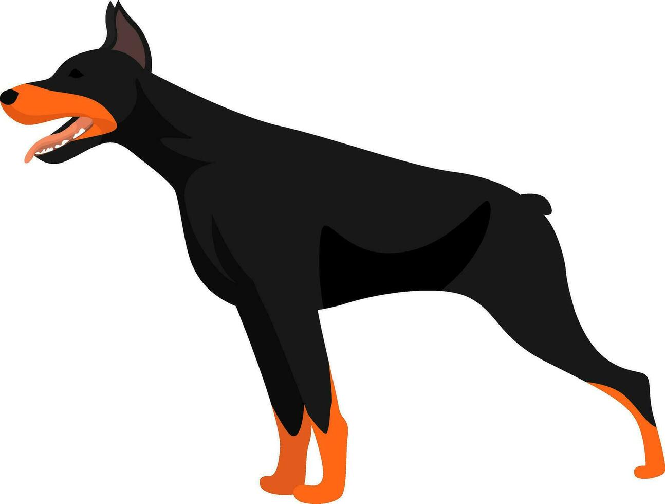 Big dobermann, illustration, vector on white background