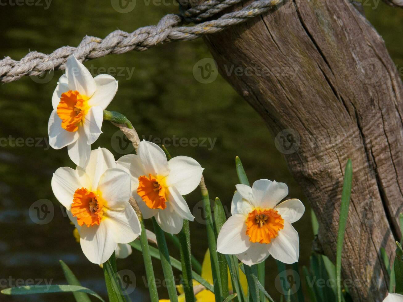 white daffodils in a garden by a river photo