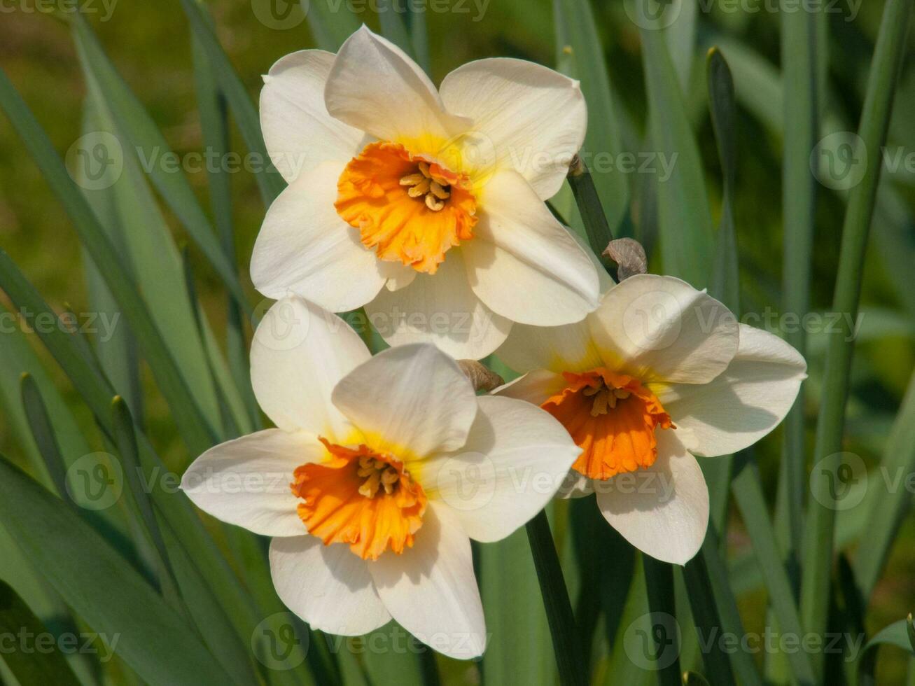 three white and orange daffodils in the grass photo