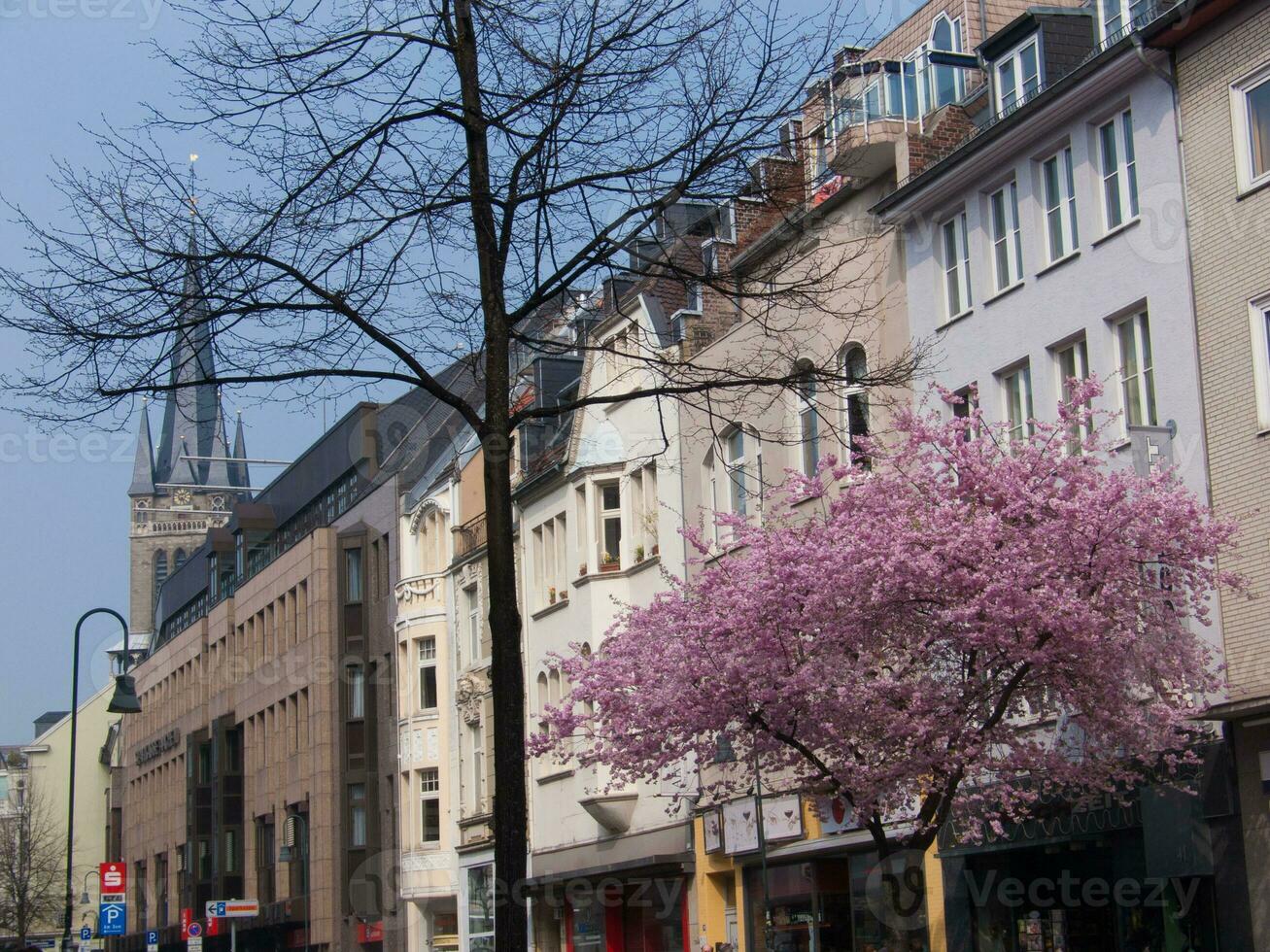 a tree with no leaves photo