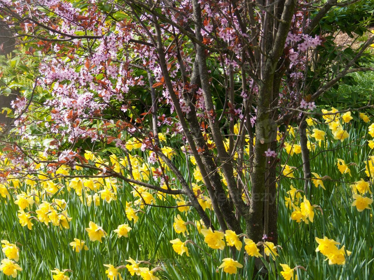 a garden with many yellow and pink flowers photo