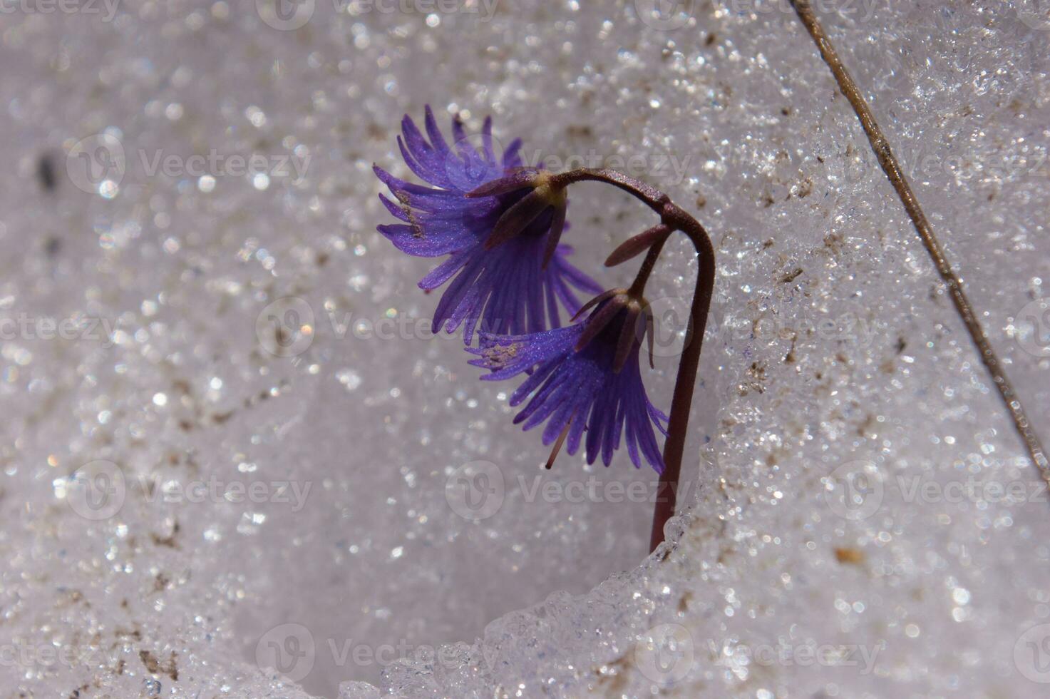 a purple flower growing out of a snow covered ground photo