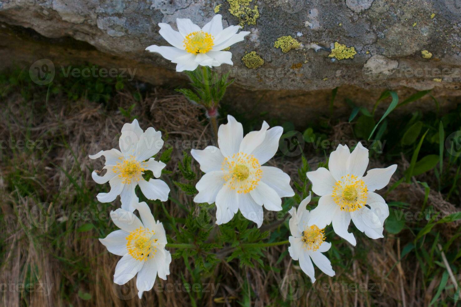 a group of white flowers growing in the grass photo