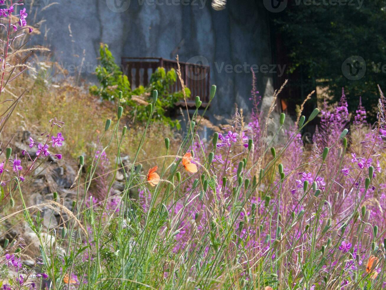 a field of purple flowers photo