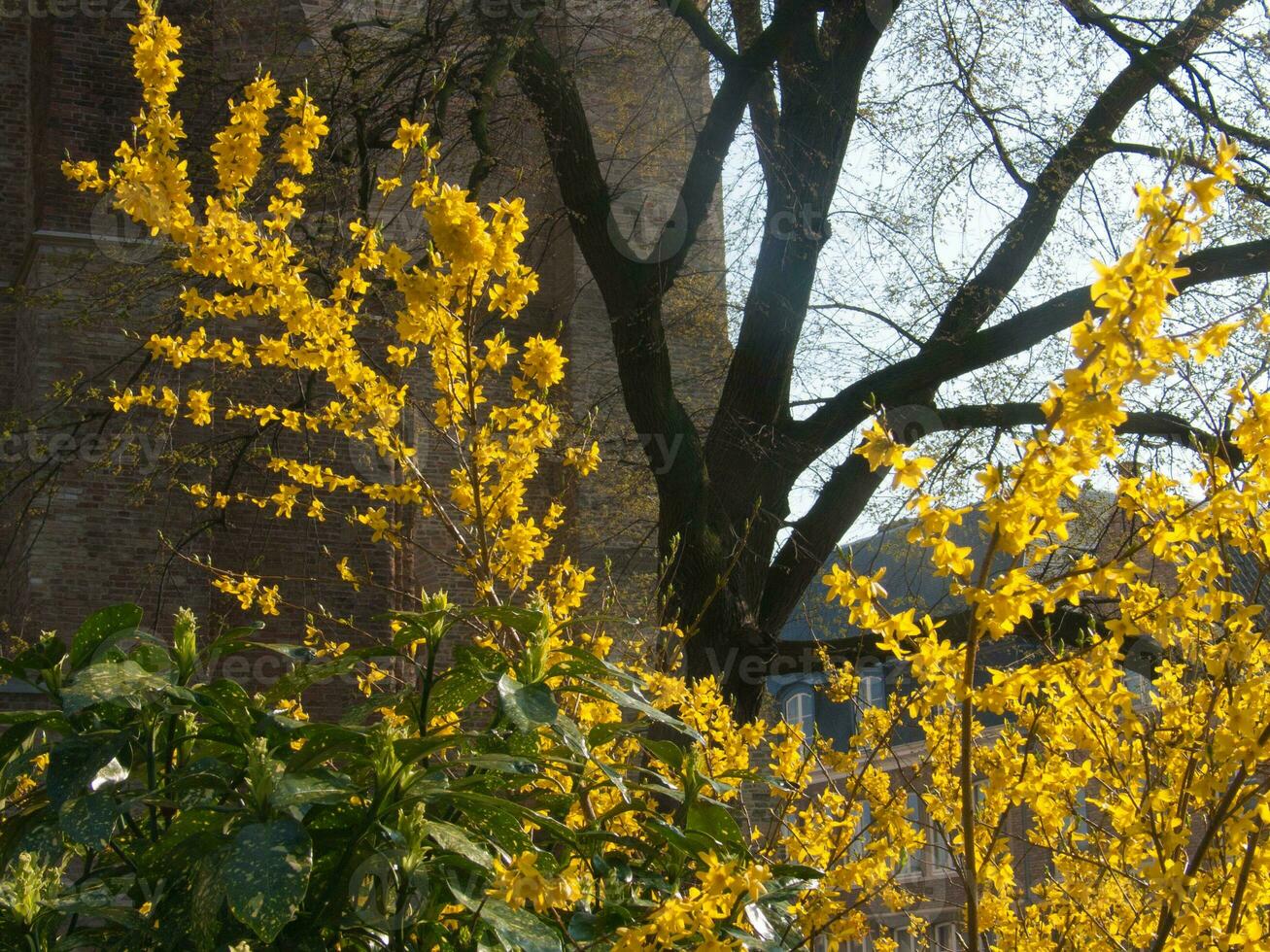 un árbol con amarillo flores en frente de un edificio foto