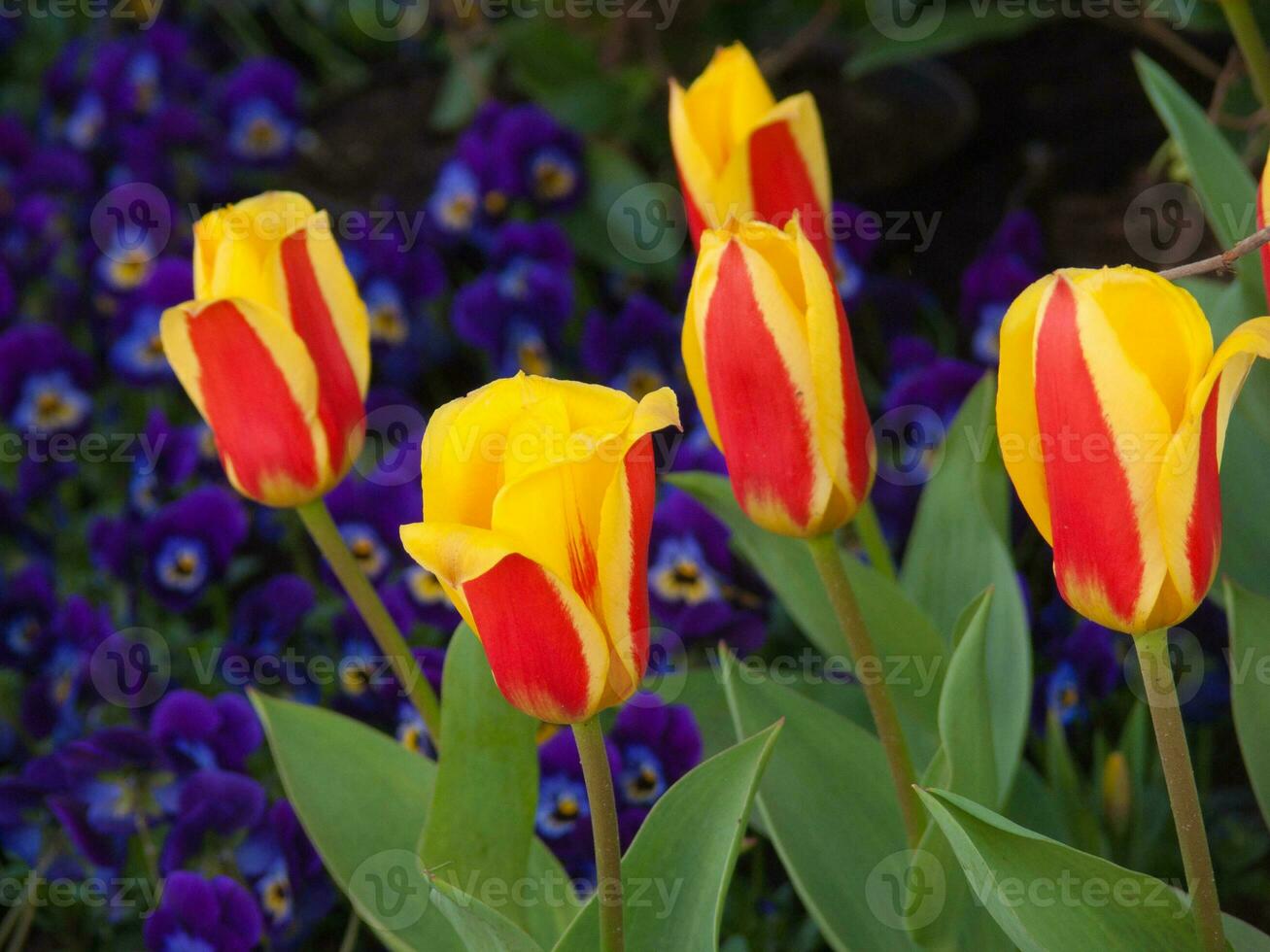 a group of yellow and red tulips photo